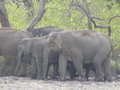 Elephants!! In the wild where they should be!