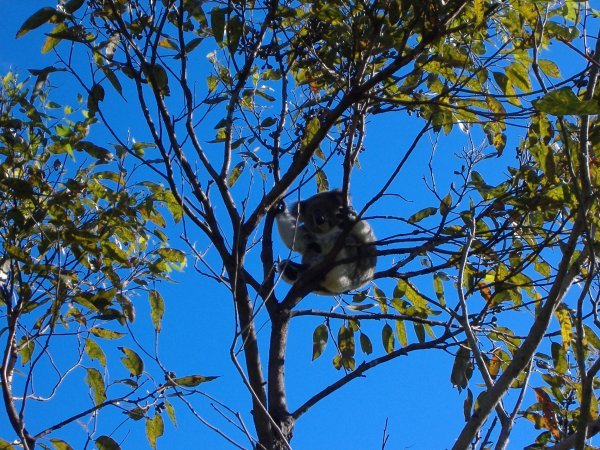 first koala