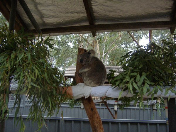 a sick koala