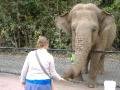 elephant meets alice