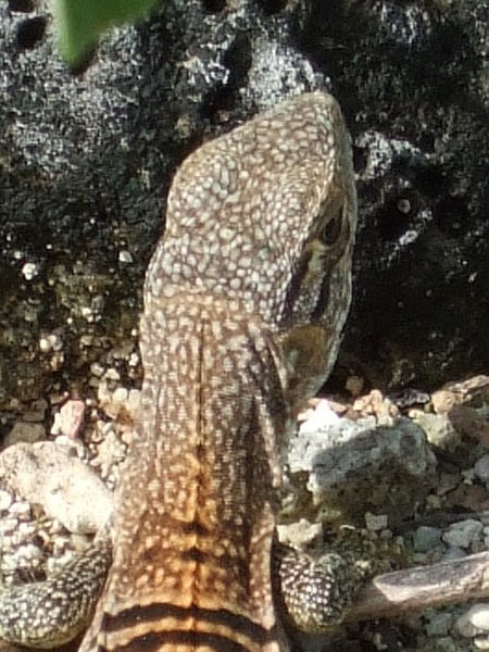 Spotty-headed lizard