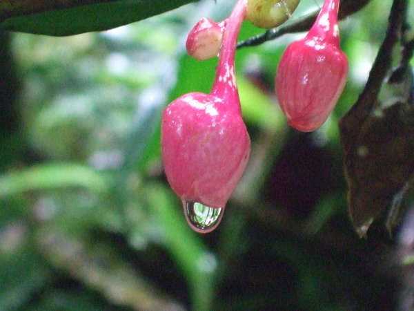 Flowers in the Cloud Forest