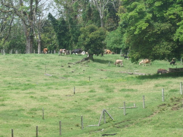 The green green grass of...Monteverde