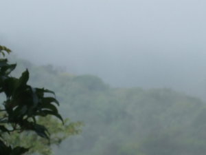 Monteverde Cloud Forest