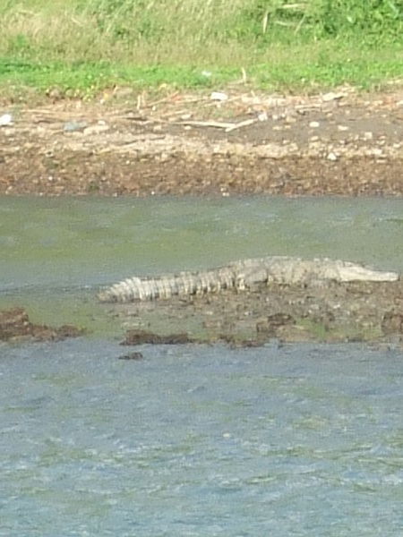 A crocodile chilling out on Gatun Lake