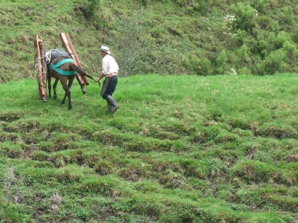 At work in the Valle de Cocora