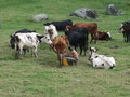 Milking in the field