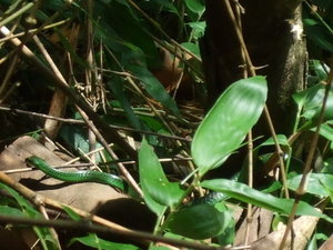 Jungle snake among the bushes of San Agustin