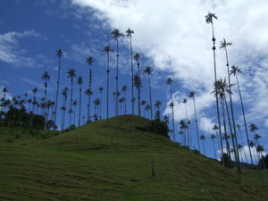 Wax Palms in the Valle de Cocora