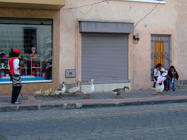 Ugly ducklings waddle to market