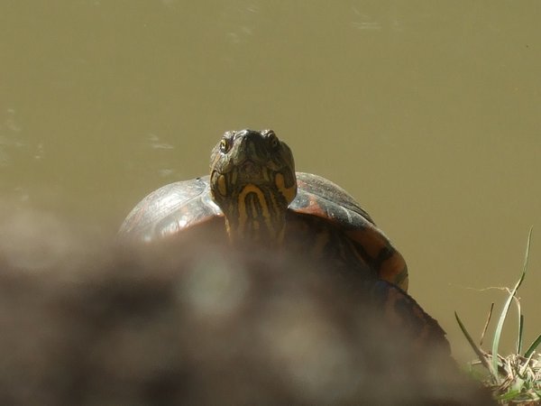 Turtle in the Zen garden at Zu Lai