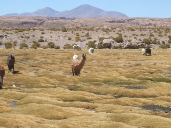 Llamas llamas and more llamas
