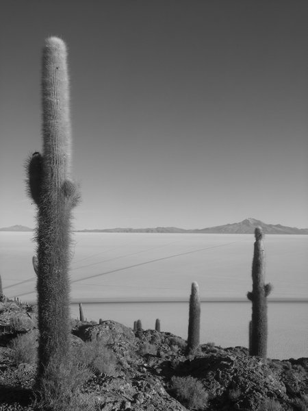 Ancient giant cactus