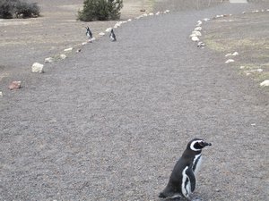 Why did the penguin cross the road?