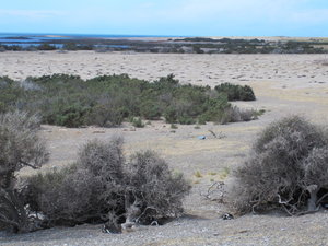The holes on the hill are penguin nests