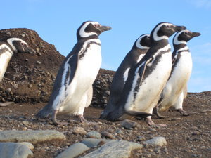 March of  the penguins