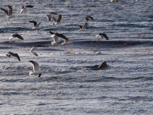 Birds and seal near Madgalena Island