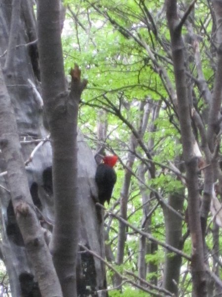 Woodpecker is 'Carpintero' in Spanish