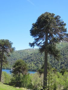 Araucaria or Monkey Puzzle Tree, sacred to the Mapuche