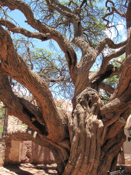 1,000 year old tree