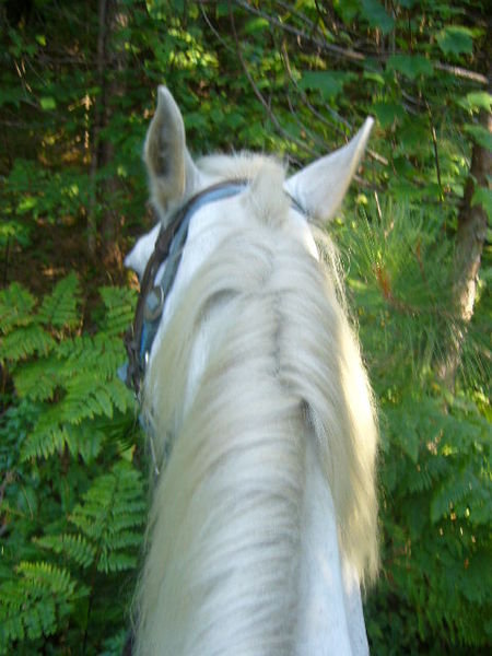 Ein Bild von meinem verfressenen Pferd Angel