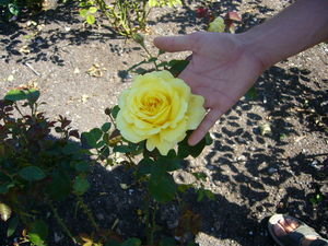 Eine gelbe Rose ... well yeah, obviously
