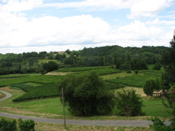 Wine Farm