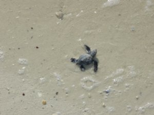 baby turtle!