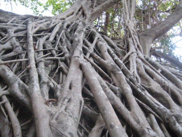 cool roots