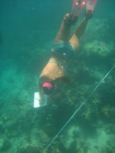 coral research transect