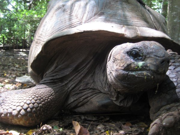 giant tortise