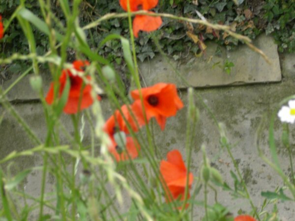 Poppies in Essex Farm Cemetery