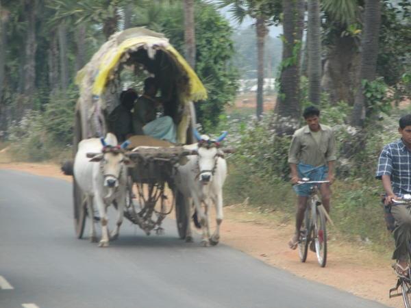 cow and cart