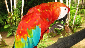 Loudest Macaw in the Jungle