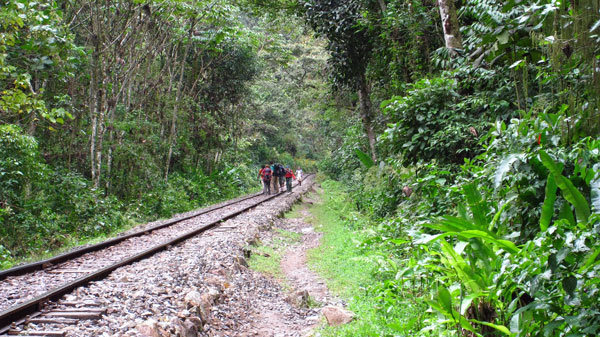 Railroad in the Rainforest