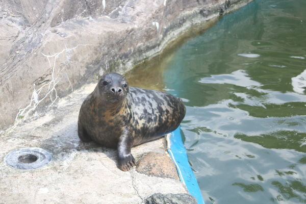 Lora - Atlantic harbour Seal