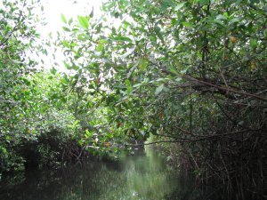 mangroves, San Blas