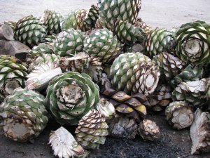 Agave, plant that produces tequila and Mezcal