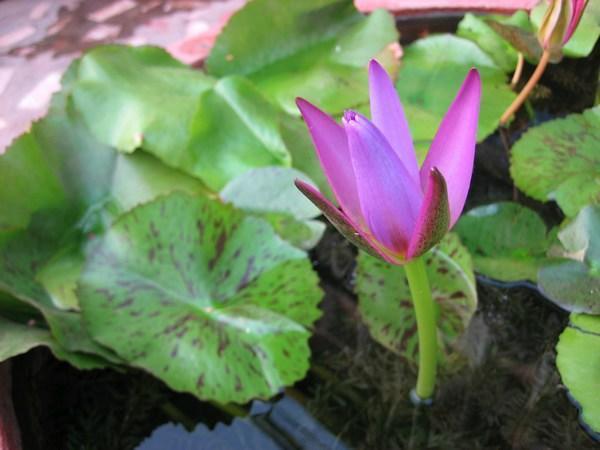Vang Vieng--Pretty Lotus