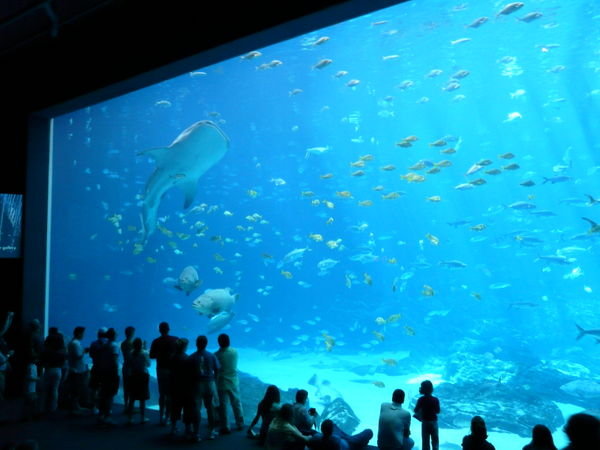 Atlanta aquarium