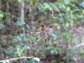 Huge spider, Everglades