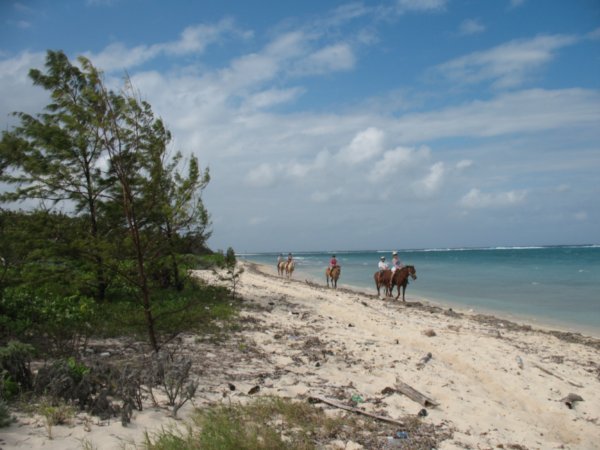 Horses along Conch Point beach