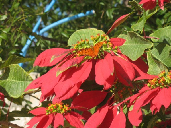 Butterfly on large poinsettia shrub