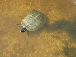 One of many turtles at Bird Sanctuary