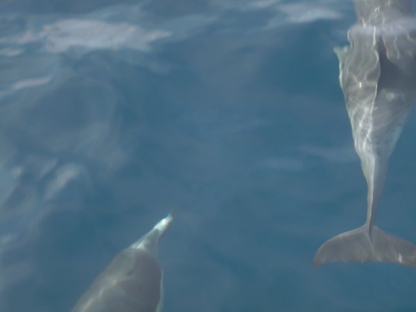 Dolphins by the boat