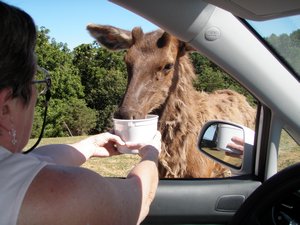 Feeding elk at VA Safari