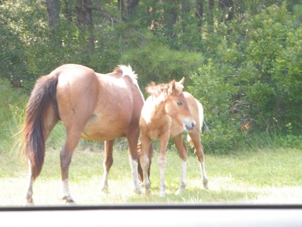 Mare and foal on Assateague