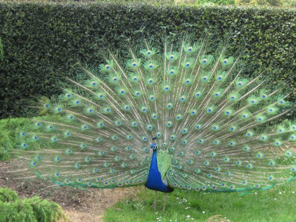 As as peacock proud a As Proud