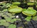 water lily house