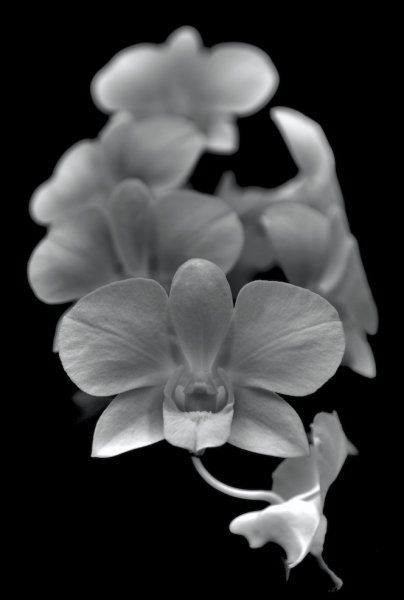 Midnight Orchids